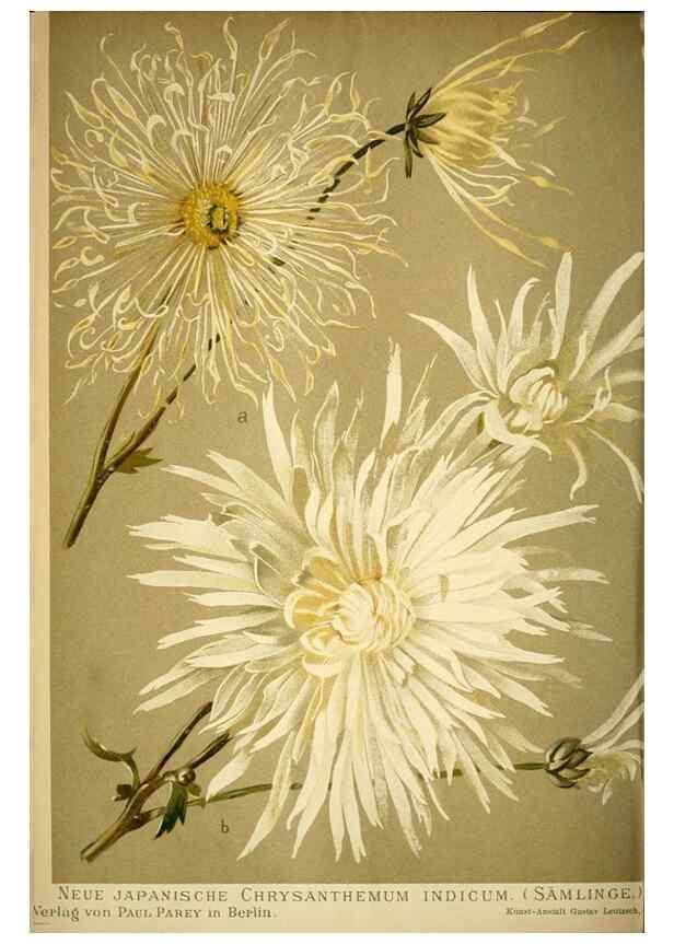 Reproducción/Reproduction 49720306671: Gartenflora.. Erlangen :F. Enke,1852-1940.. 