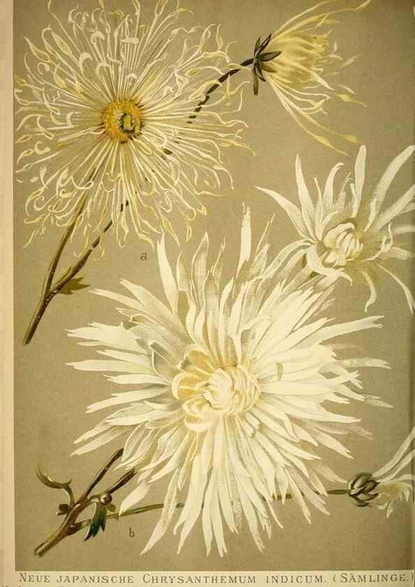Reproducción/Reproduction 49720306671: Gartenflora.. Erlangen :F. Enke,1852-1940.. 
