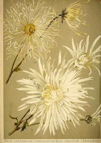 Reproducción/Reproduction 49720306671: Gartenflora.. Erlangen :F. Enke,1852-1940.. 