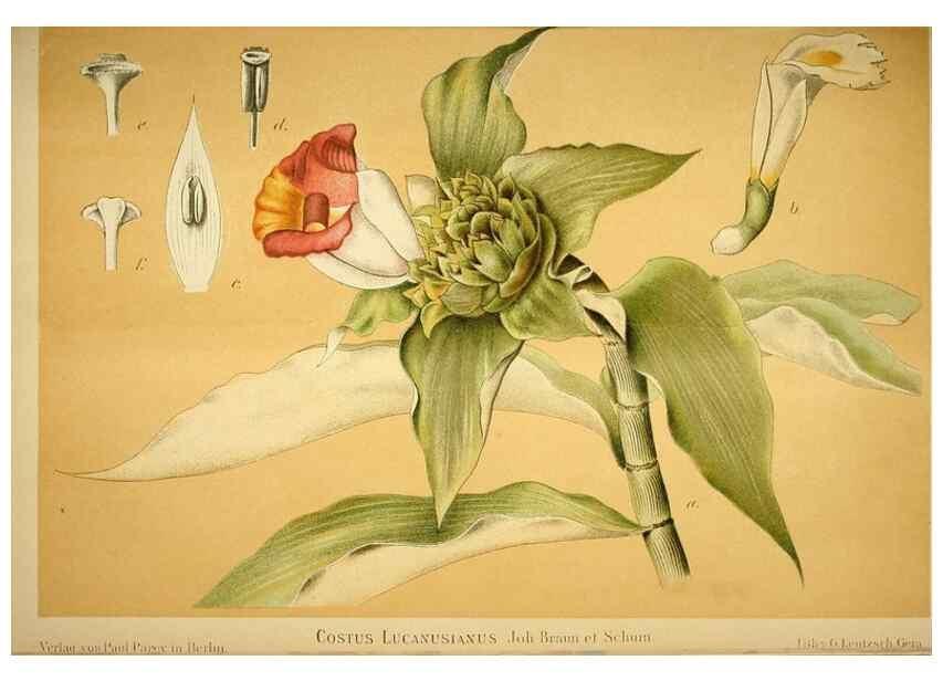 Reproducción/Reproduction 49720306951: Gartenflora.. Erlangen :F. Enke,1852-1940.. 