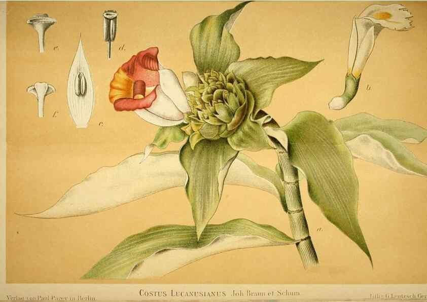 Reproducción/Reproduction 49720306951: Gartenflora.. Erlangen :F. Enke,1852-1940.. 