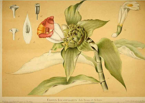 Reproducción/Reproduction 49720306951: Gartenflora.. Erlangen :F. Enke,1852-1940.. 