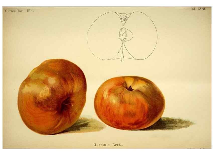 Reproducción/Reproduction 49720624627: Gartenflora.. Erlangen :F. Enke,1852-1940.. 