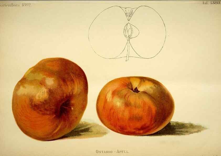 Reproducción/Reproduction 49720624627: Gartenflora.. Erlangen :F. Enke,1852-1940.. 
