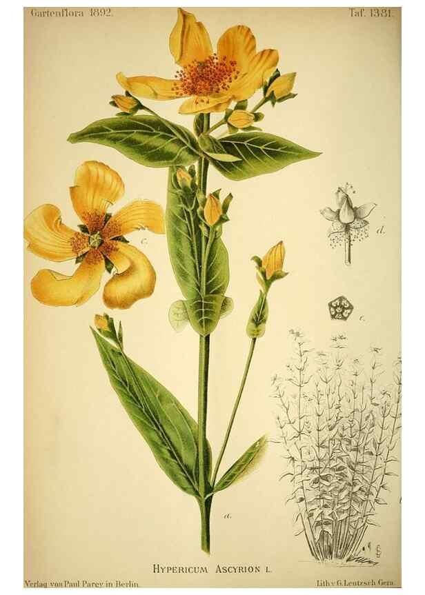 Reproducción/Reproduction 49720307471: Gartenflora.. Erlangen :F. Enke,1852-1940.. 