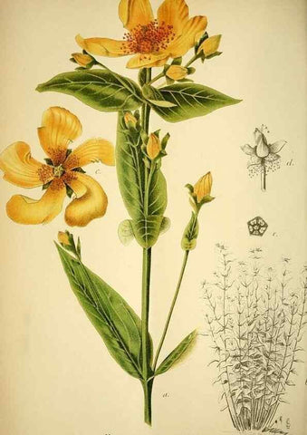 Reproducción/Reproduction 49720307471: Gartenflora.. Erlangen :F. Enke,1852-1940.. 
