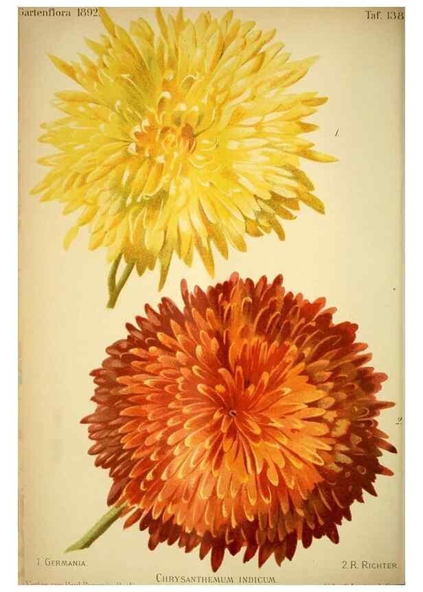 Reproducción/Reproduction 49719769743: Gartenflora.. Erlangen :F. Enke,1852-1940.. 
