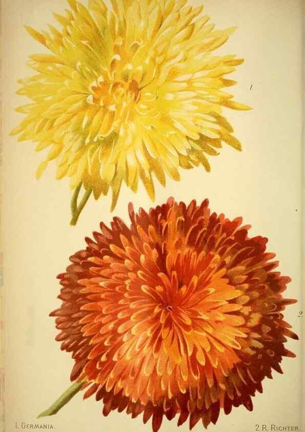Reproducción/Reproduction 49719769743: Gartenflora.. Erlangen :F. Enke,1852-1940.. 