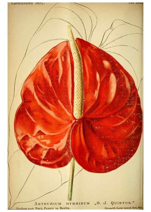 Reproducción/Reproduction 49719765633: Gartenflora.. Erlangen :F. Enke,1852-1940.. 