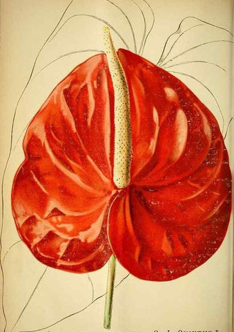 Reproducción/Reproduction 49719765633: Gartenflora.. Erlangen :F. Enke,1852-1940.. 