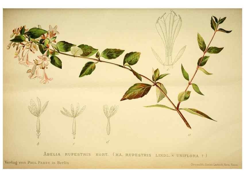 Reproducción/Reproduction 49720303371: Gartenflora.. Erlangen :F. Enke,1852-1940.. 