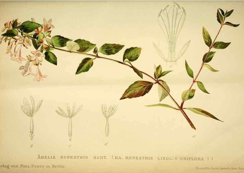 Reproducción/Reproduction 49720303371: Gartenflora.. Erlangen :F. Enke,1852-1940.. 