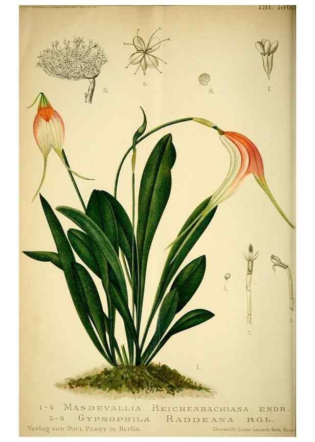 Reproducción/Reproduction 49720620502: Gartenflora.. Erlangen :F. Enke,1852-1940.. 