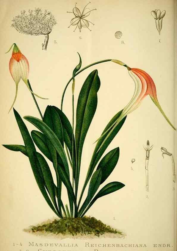 Reproducción/Reproduction 49720620502: Gartenflora.. Erlangen :F. Enke,1852-1940.. 