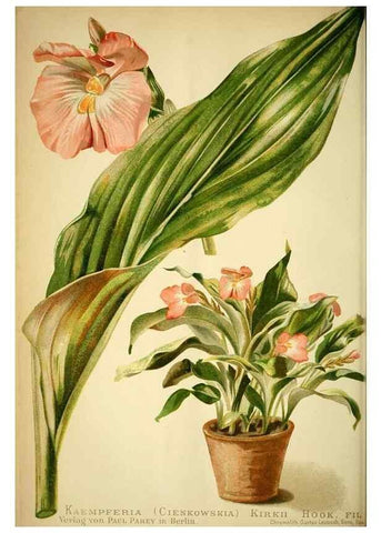 Reproducción/Reproduction 49719764908: Gartenflora.. Erlangen :F. Enke,1852-1940.. 