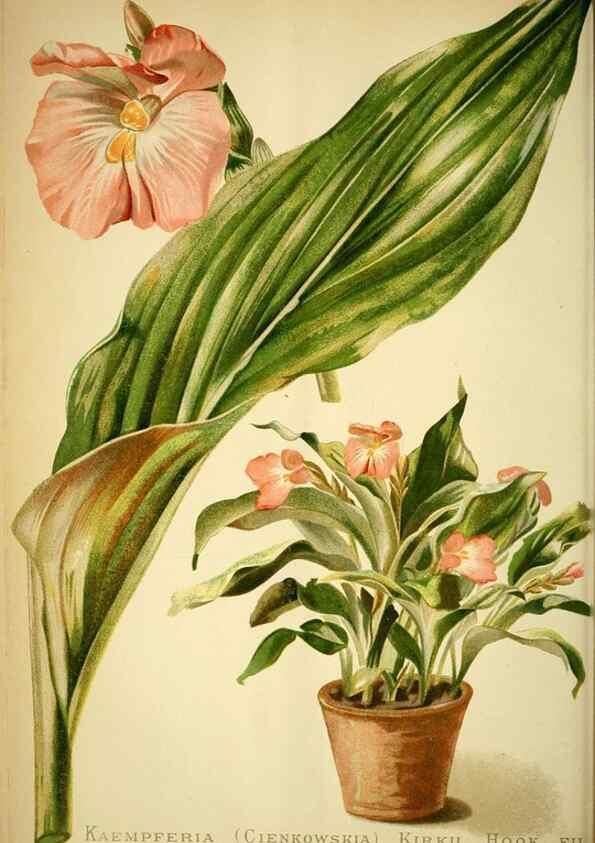 Reproducción/Reproduction 49719764908: Gartenflora.. Erlangen :F. Enke,1852-1940.. 