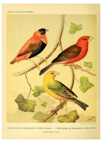 Reproducción/Reproduction 49717350423: The illustrated book of canaries and cage-birds, British and foreign /. London ;Cassell, Petter, Galpin & Co.,[1878?].. 
