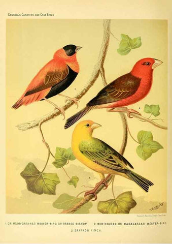 Reproducción/Reproduction 49717350423: The illustrated book of canaries and cage-birds, British and foreign /. London ;Cassell, Petter, Galpin & Co.,[1878?].. 