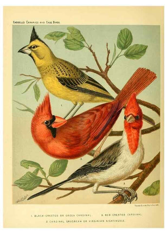 Reproducción/Reproduction 49717888121: The illustrated book of canaries and cage-birds, British and foreign /. London ;Cassell, Petter, Galpin & Co.,[1878?].. 