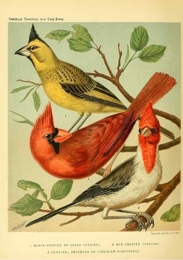 Reproducción/Reproduction 49717888121: The illustrated book of canaries and cage-birds, British and foreign /. London ;Cassell, Petter, Galpin & Co.,[1878?].. 