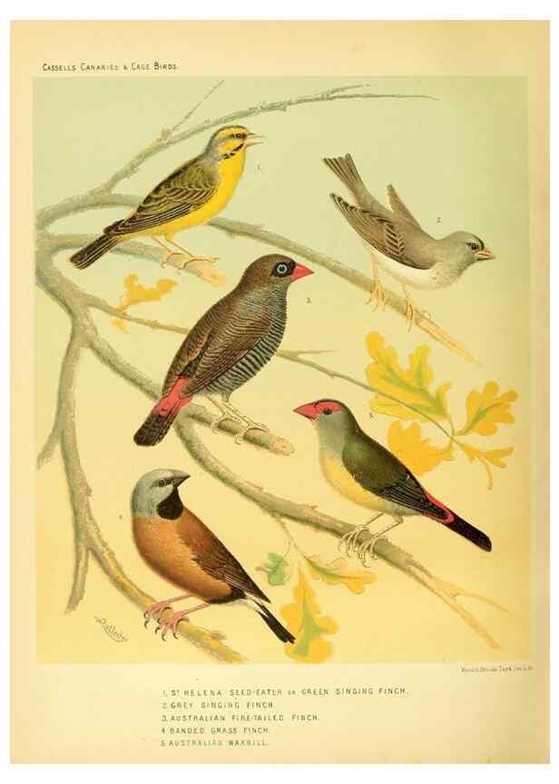Reproducción/Reproduction 49718203087: The illustrated book of canaries and cage-birds, British and foreign /. London ;Cassell, Petter, Galpin & Co.,[1878?].. 