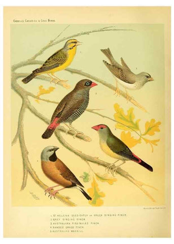 Reproducción/Reproduction 49718203087: The illustrated book of canaries and cage-birds, British and foreign /. London ;Cassell, Petter, Galpin & Co.,[1878?].. 