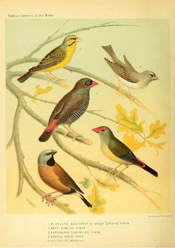 Reproducción/Reproduction 49718203087: The illustrated book of canaries and cage-birds, British and foreign /. London ;Cassell, Petter, Galpin & Co.,[1878?].. 