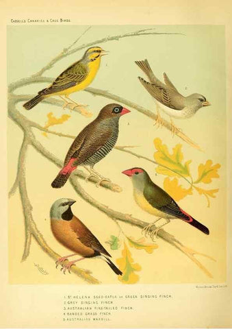 Reproducción/Reproduction 49718203087: The illustrated book of canaries and cage-birds, British and foreign /. London ;Cassell, Petter, Galpin & Co.,[1878?].. 
