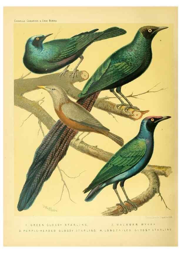 Reproducción/Reproduction 49718203317: The illustrated book of canaries and cage-birds, British and foreign /. London ;Cassell, Petter, Galpin & Co.,[1878?].. 