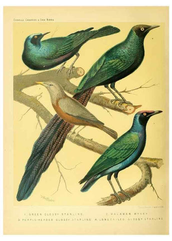 Reproducción/Reproduction 49718203317: The illustrated book of canaries and cage-birds, British and foreign /. London ;Cassell, Petter, Galpin & Co.,[1878?].. 
