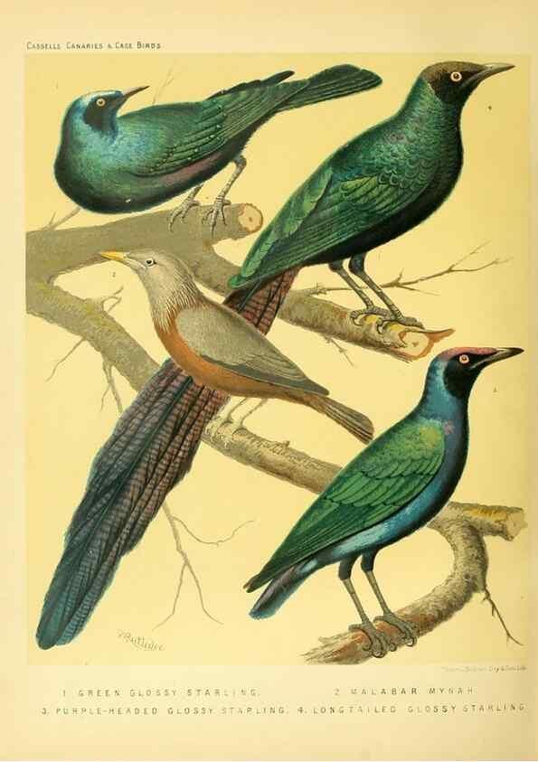 Reproducción/Reproduction 49718203317: The illustrated book of canaries and cage-birds, British and foreign /. London ;Cassell, Petter, Galpin & Co.,[1878?].. 