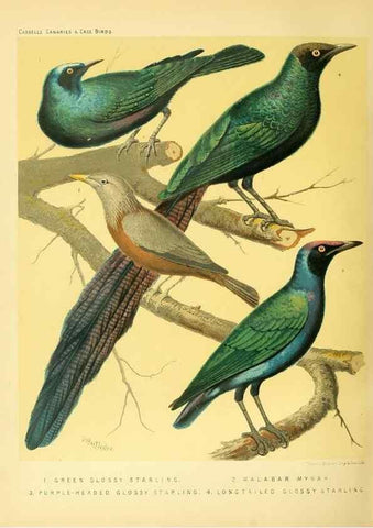 Reproducción/Reproduction 49718203317: The illustrated book of canaries and cage-birds, British and foreign /. London ;Cassell, Petter, Galpin & Co.,[1878?].. 