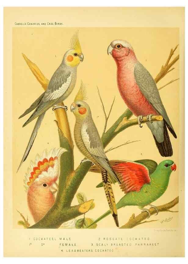 Reproducción/Reproduction 49717351483: The illustrated book of canaries and cage-birds, British and foreign /. London ;Cassell, Petter, Galpin & Co.,[1878?].. 
