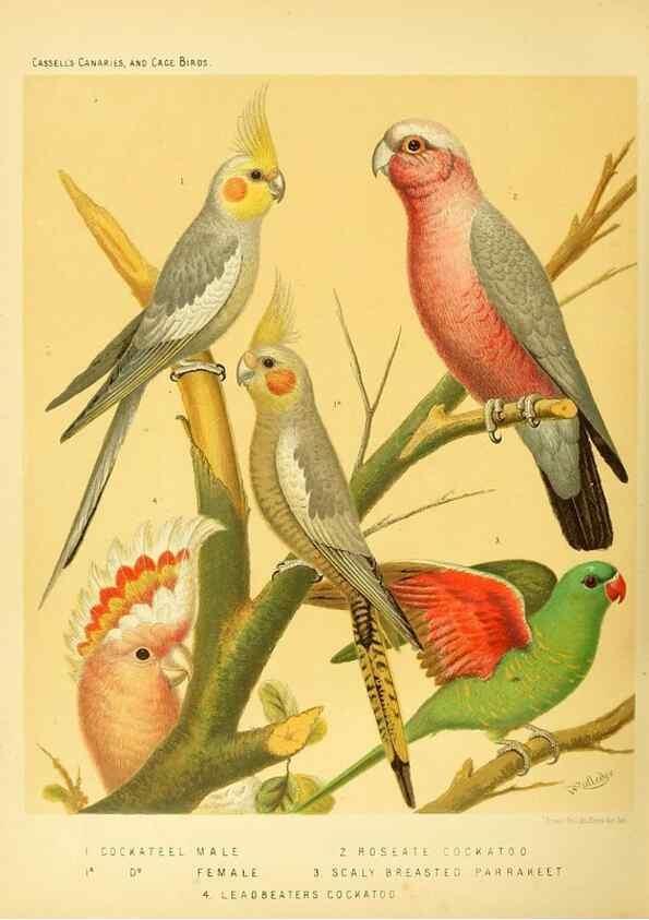 Reproducción/Reproduction 49717351483: The illustrated book of canaries and cage-birds, British and foreign /. London ;Cassell, Petter, Galpin & Co.,[1878?].. 
