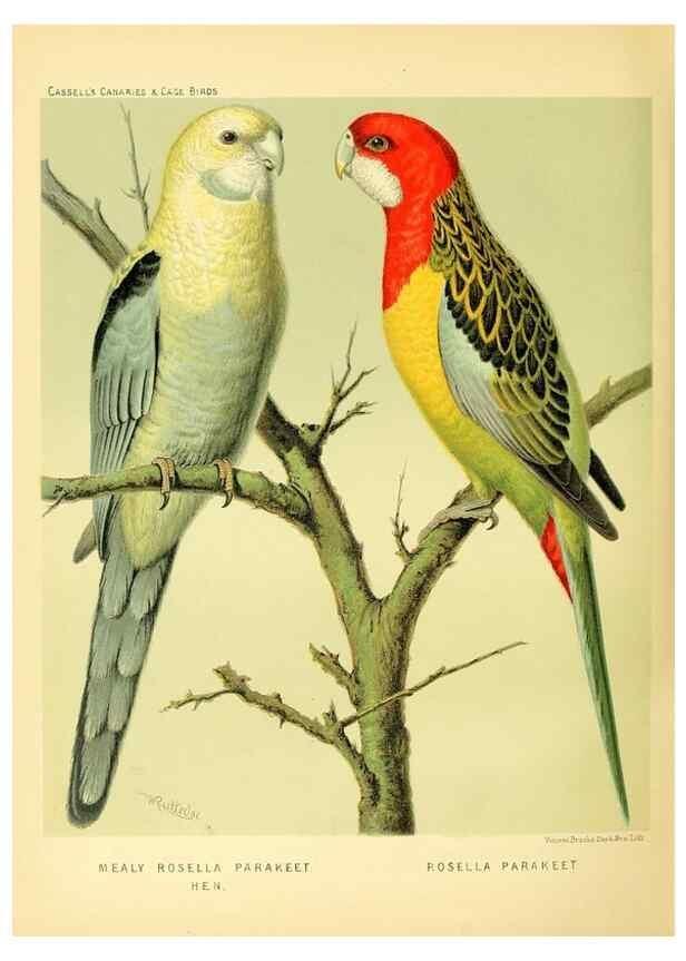 Reproducción/Reproduction 49718203932: The illustrated book of canaries and cage-birds, British and foreign /. London ;Cassell, Petter, Galpin & Co.,[1878?].. 