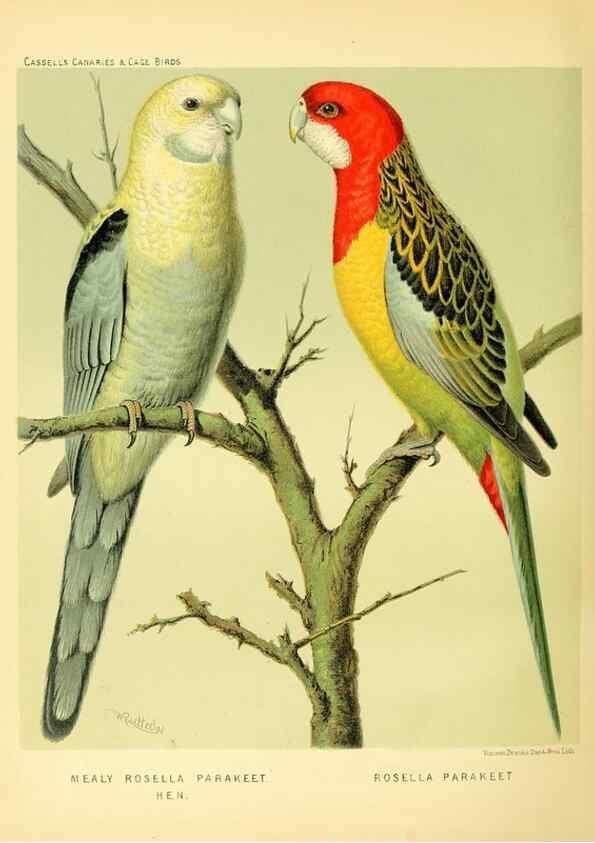 Reproducción/Reproduction 49718203932: The illustrated book of canaries and cage-birds, British and foreign /. London ;Cassell, Petter, Galpin & Co.,[1878?].. 