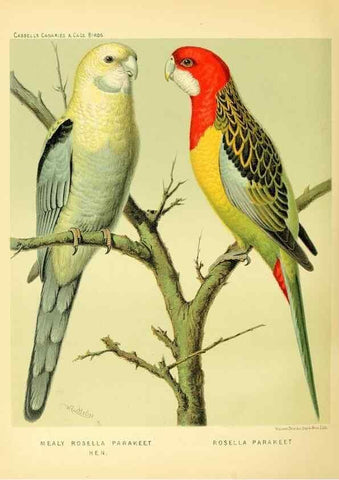 Reproducción/Reproduction 49718203932: The illustrated book of canaries and cage-birds, British and foreign /. London ;Cassell, Petter, Galpin & Co.,[1878?].. 