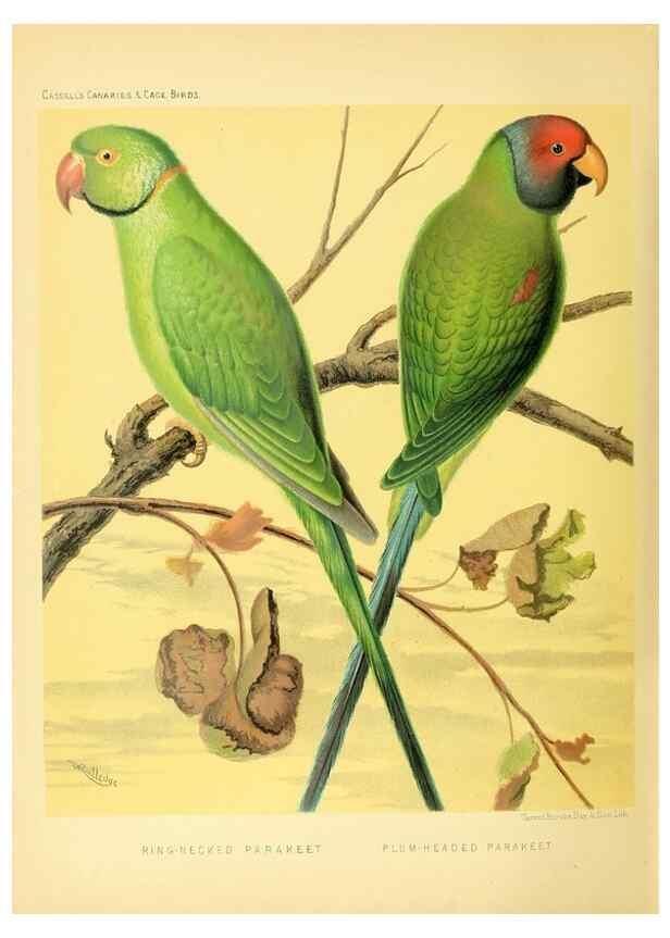Reproducción/Reproduction 49717351928: The illustrated book of canaries and cage-birds, British and foreign /. London ;Cassell, Petter, Galpin & Co.,[1878?].. 