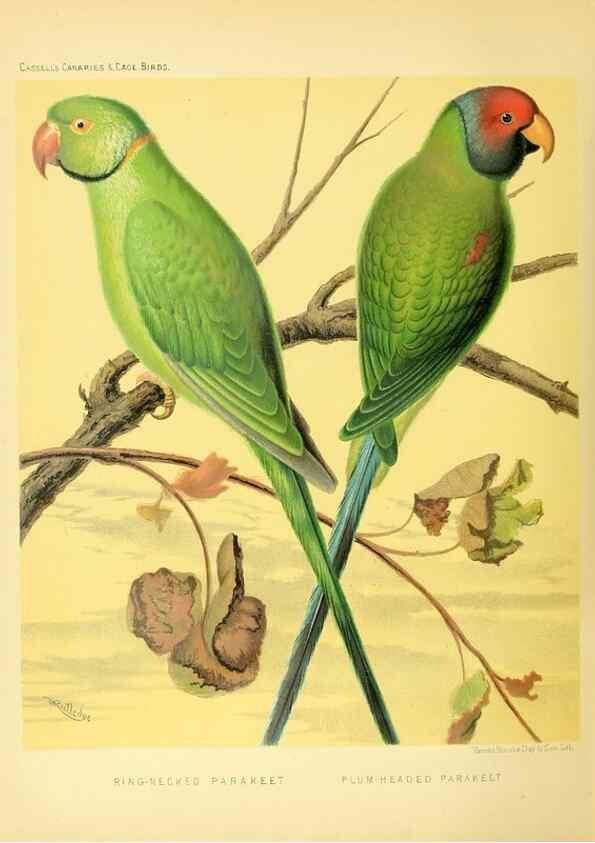 Reproducción/Reproduction 49717351928: The illustrated book of canaries and cage-birds, British and foreign /. London ;Cassell, Petter, Galpin & Co.,[1878?].. 