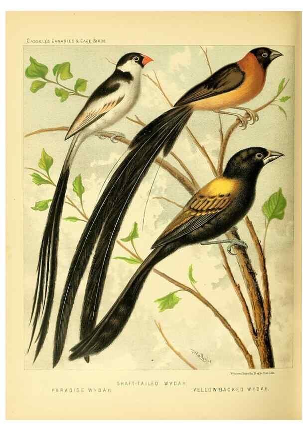 Reproducción/Reproduction 49717887096: The illustrated book of canaries and cage-birds, British and foreign /. London ;Cassell, Petter, Galpin & Co.,[1878?].. 