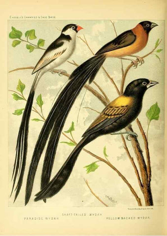 Reproducción/Reproduction 49717887096: The illustrated book of canaries and cage-birds, British and foreign /. London ;Cassell, Petter, Galpin & Co.,[1878?].. 