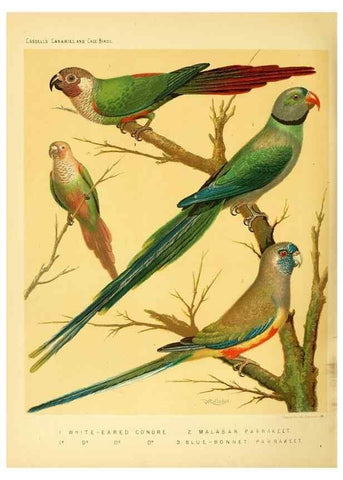 Reproducción/Reproduction 49717352128: The illustrated book of canaries and cage-birds, British and foreign /. London ;Cassell, Petter, Galpin & Co.,[1878?].. 