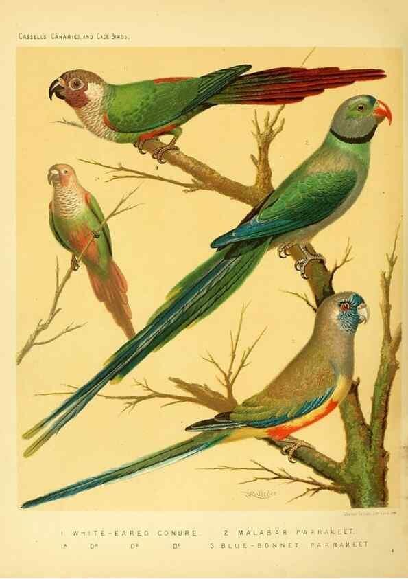 Reproducción/Reproduction 49717352128: The illustrated book of canaries and cage-birds, British and foreign /. London ;Cassell, Petter, Galpin & Co.,[1878?].. 