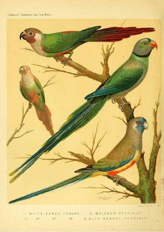 Reproducción/Reproduction 49717352128: The illustrated book of canaries and cage-birds, British and foreign /. London ;Cassell, Petter, Galpin & Co.,[1878?].. 