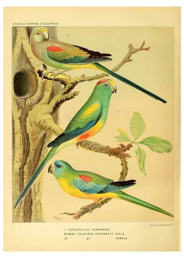 Reproducción/Reproduction 49717352623: The illustrated book of canaries and cage-birds, British and foreign /. London ;Cassell, Petter, Galpin & Co.,[1878?].. 
