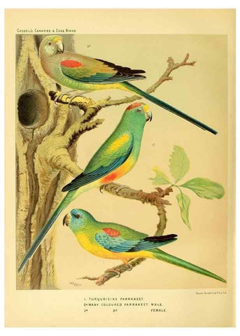 Reproducción/Reproduction 49717352623: The illustrated book of canaries and cage-birds, British and foreign /. London ;Cassell, Petter, Galpin & Co.,[1878?].. 