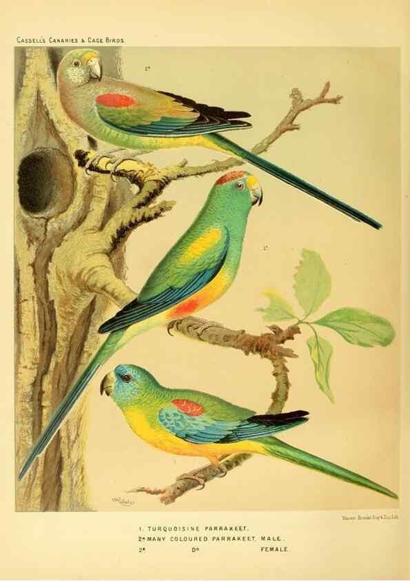 Reproducción/Reproduction 49717352623: The illustrated book of canaries and cage-birds, British and foreign /. London ;Cassell, Petter, Galpin & Co.,[1878?].. 