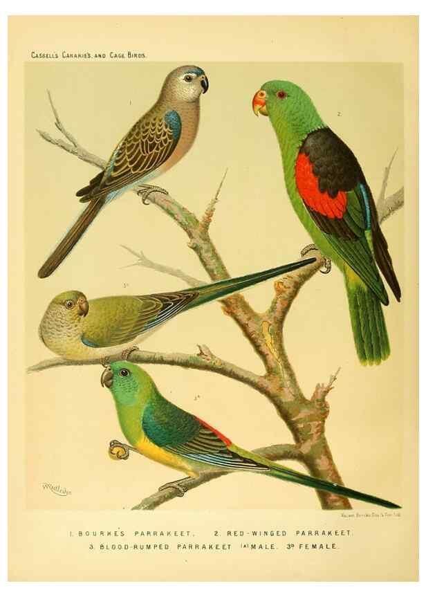 Reproducción/Reproduction 49718205062: The illustrated book of canaries and cage-birds, British and foreign /. London ;Cassell, Petter, Galpin & Co.,[1878?].. 