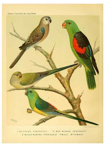 Reproducción/Reproduction 49718205062: The illustrated book of canaries and cage-birds, British and foreign /. London ;Cassell, Petter, Galpin & Co.,[1878?].. 