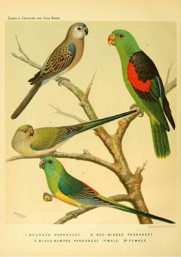 Reproducción/Reproduction 49718205062: The illustrated book of canaries and cage-birds, British and foreign /. London ;Cassell, Petter, Galpin & Co.,[1878?].. 